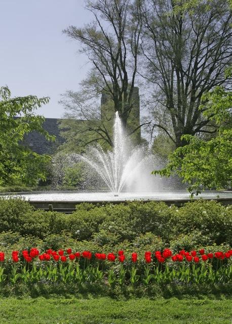 The fountain with tulips in bloom.